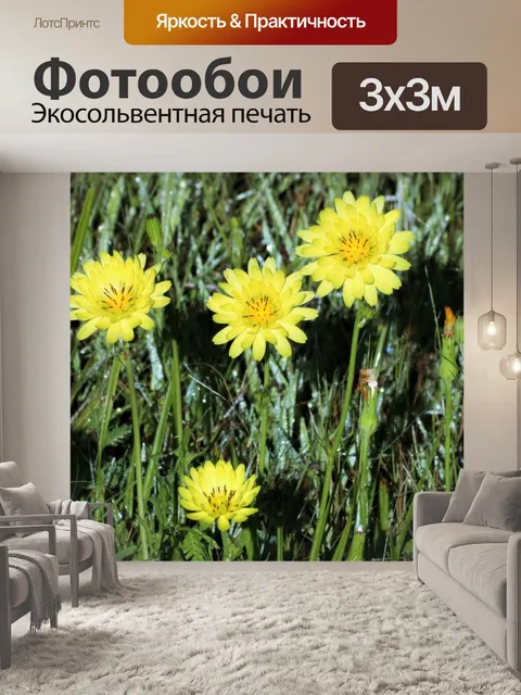 Фотообои Ложные полевые цветы одуванчика в росе
