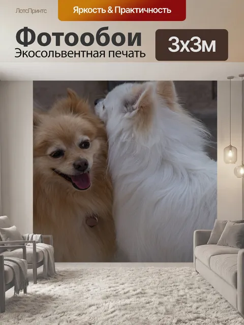 Фотообои Две померанские собаки