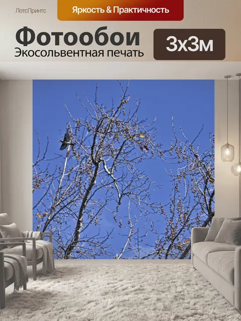 Фотообои Птица в полете