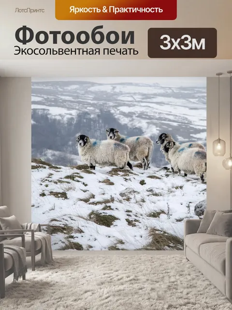 Фотообои Овца