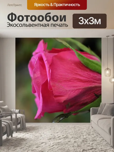 Фотообои Розовая Роза Профиль