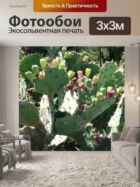 Фотообои Мандакару