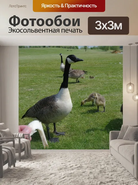Фотообои Гуси