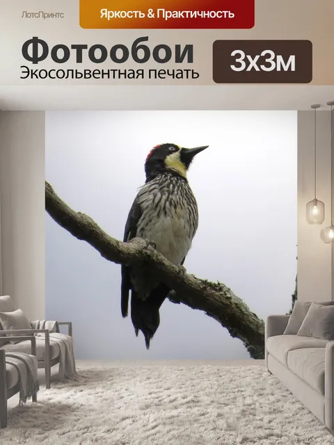 Фотообои Картинки