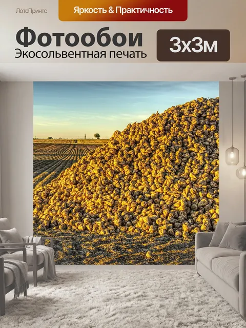 Фотообои Сахарная свекла