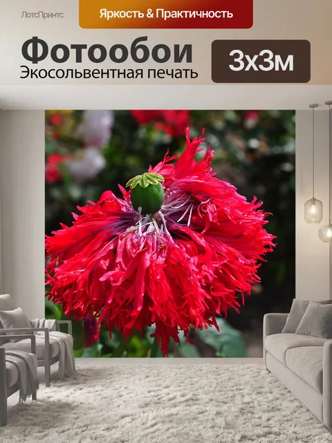 Фотообои Мак