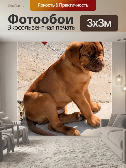 Фотообои Бордоский щенка 1