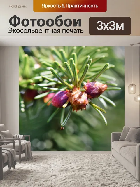 Фотообои Еловая ветка