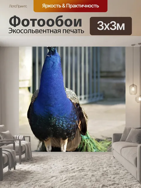 Фотообои Павлин