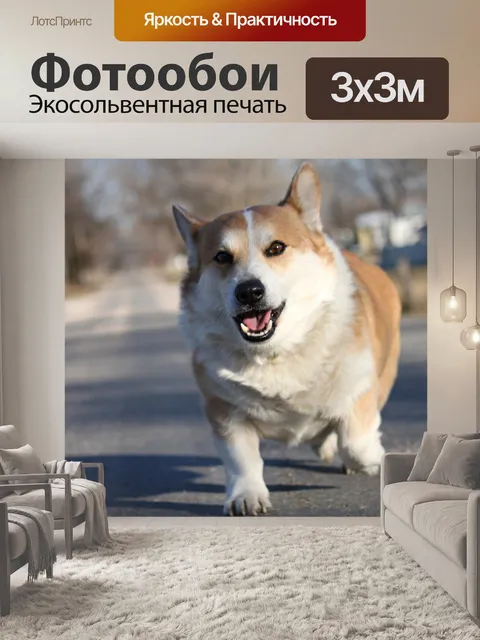 Фотообои Корги