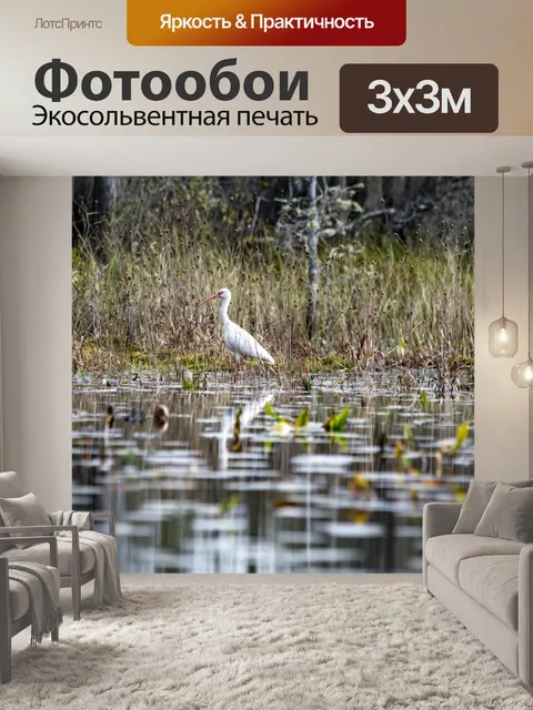 Фотообои Большая белая цапля на болоте
