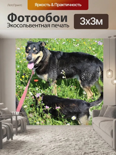 Фотообои Собака, Польша