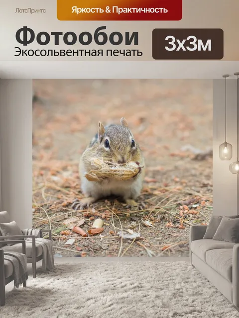 Фотообои Бурундук