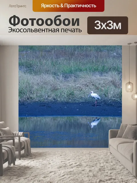 Фотообои африканская колпица на краю плотины