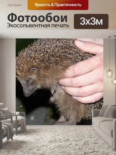 Фотообои Ежик
