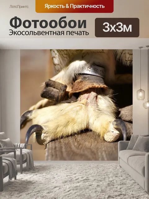 Фотообои Снежная сова
