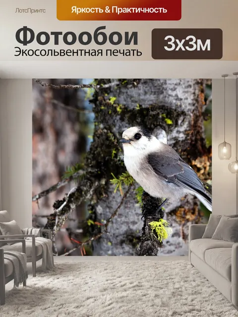Фотообои Серый джей