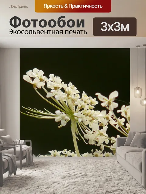 Фотообои Дикая морковь