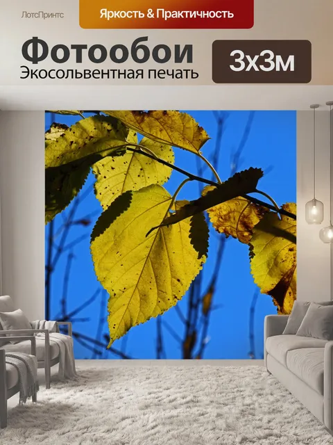 Фотообои желтые листья шелковицы и голубое небо
