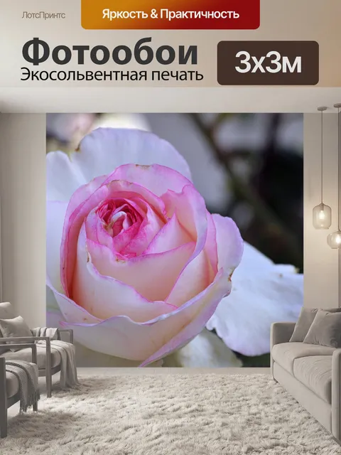 Фотообои Розовые розы Бад Открытие