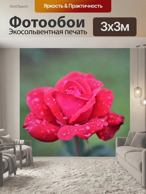 Фотообои Красная роза