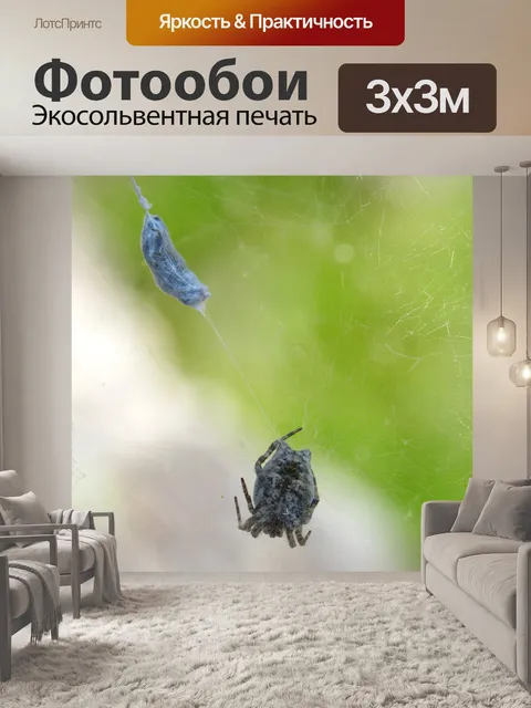Фотообои Паук