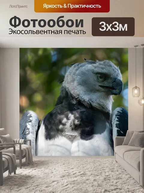 Фотообои Harpia