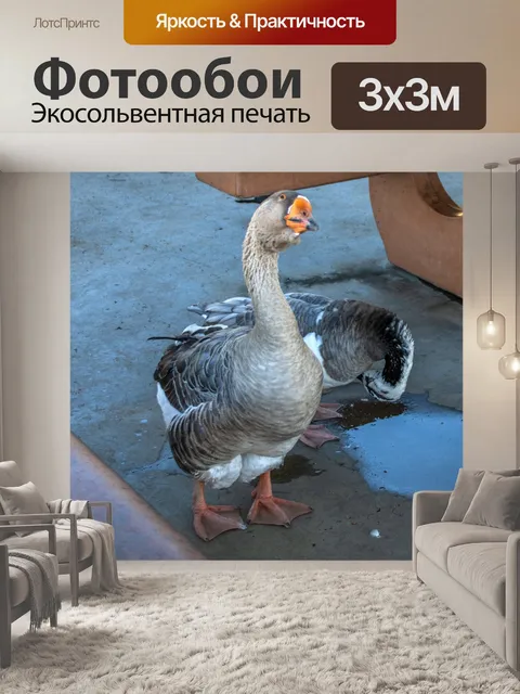 Фотообои Любопытный гусь