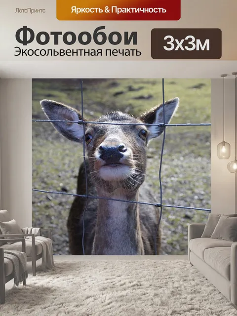 Фотообои Пойманный