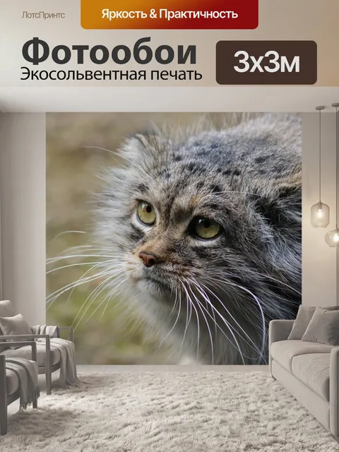 Фотообои Манул