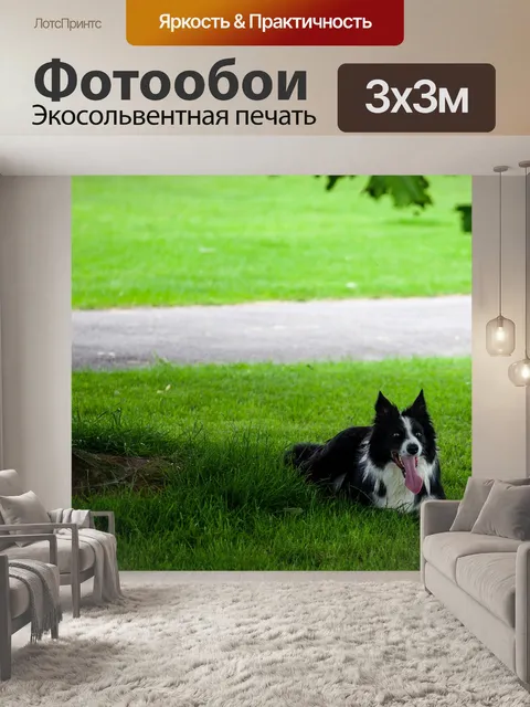 Фотообои Бордер-колли