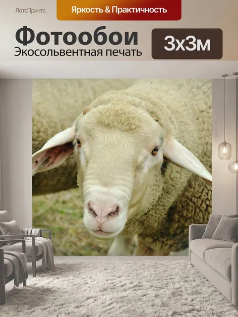 Фотообои Овец