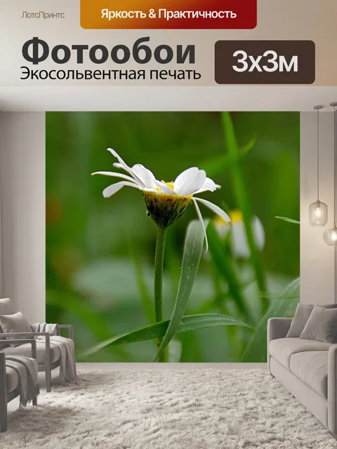 Фотообои Цветок белой ромашки сбоку