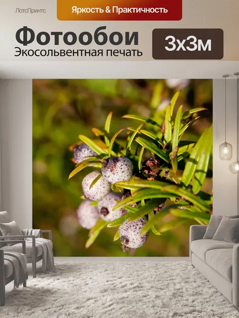 Фотообои Ягоды