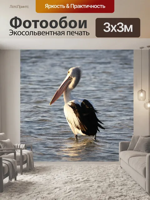 Фотообои Пеликан
