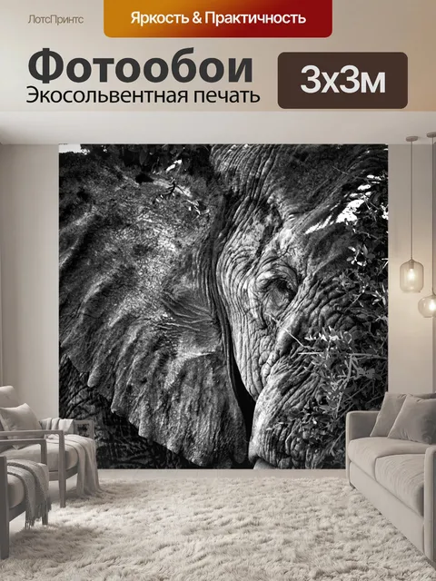 Фотообои Слон