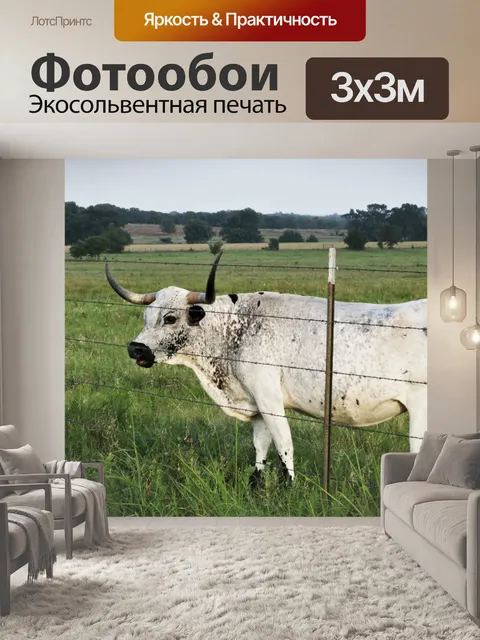 Фотообои Черно-белая техасская корова лонгхорна
