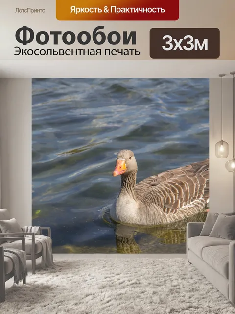 Фотообои Graylag гусь на Serpentine