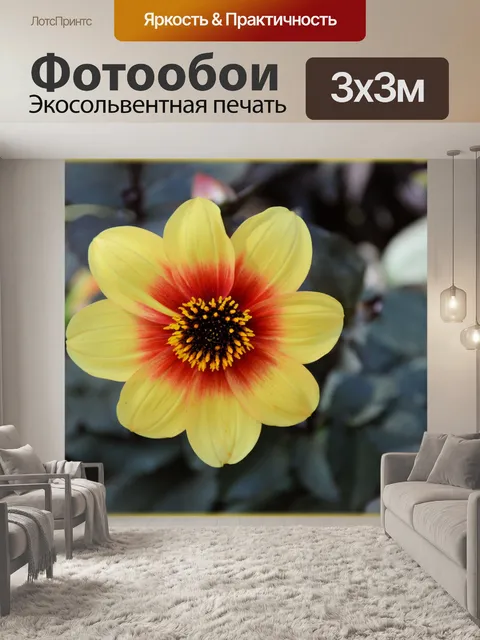 Фотообои Голландские цветы в садах 80