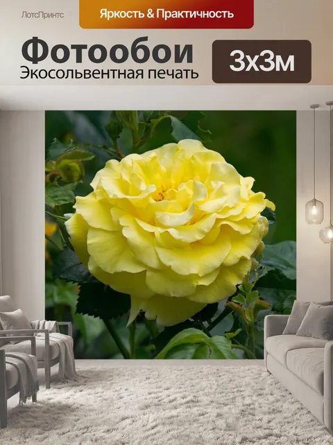 Фотообои Роза
