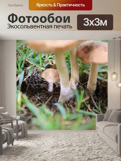 Фотообои Грибы