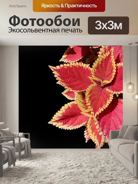 Фотообои Колеус
