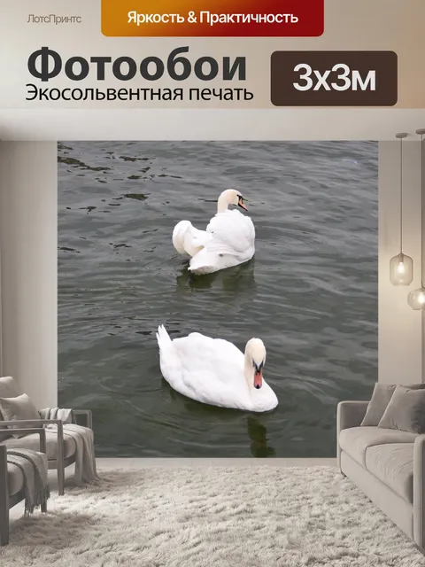 Фотообои Лебеди плавают в воде