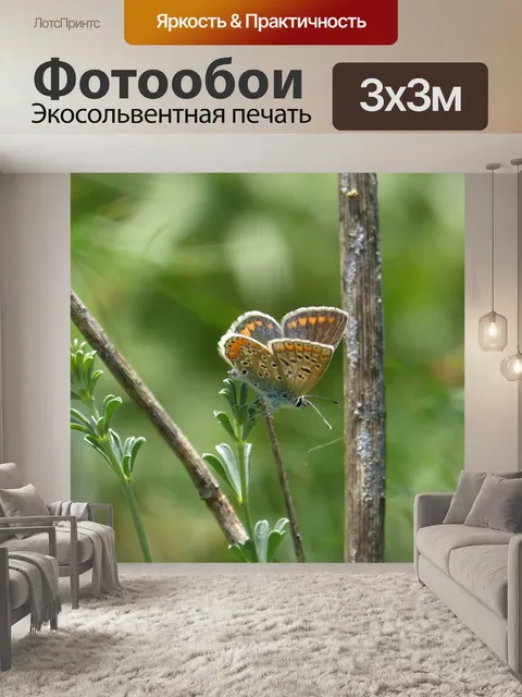 Фотообои Бабочка