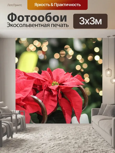 Фотообои Поинсеттиа