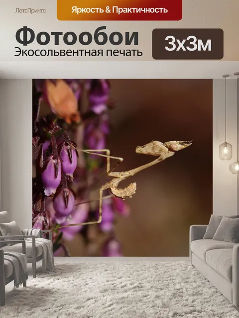 Фотообои Богомол