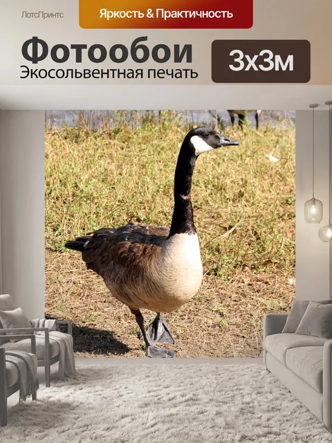 Фотообои Канада Гусь на прогулке
