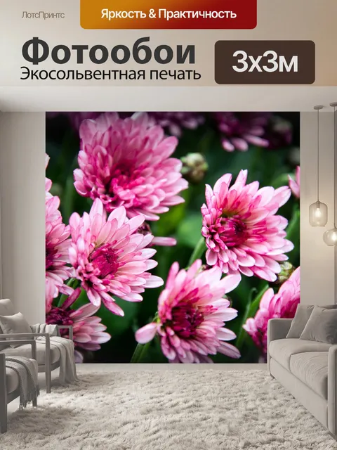 Фотообои Хризантемы, цветы, флора