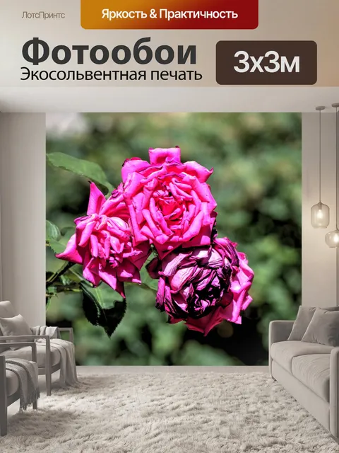 Фотообои Три розовые розы