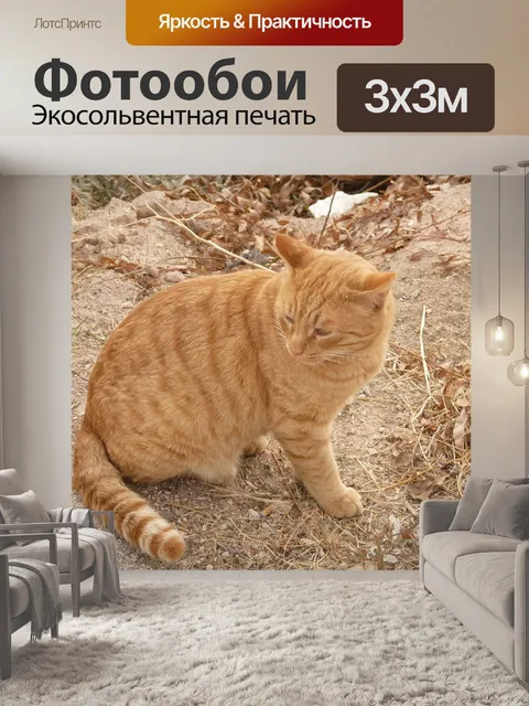 Фотообои Кот